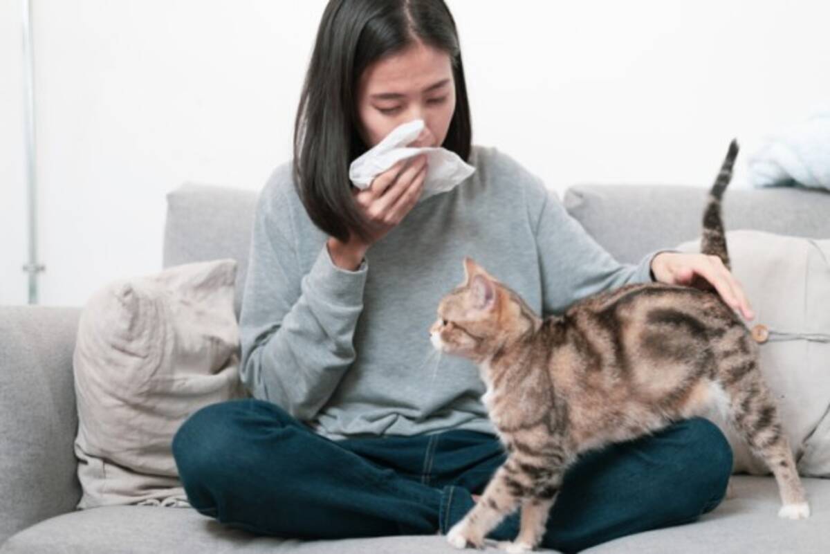 猫好きだけど猫アレルギー そんな人に朗報かも アレルギーの症状を緩和してくれる抗体入りのキャットフードの開発 19年7月31日 エキサイトニュース