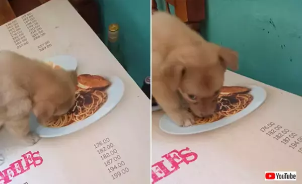 パスタがどうしても食べたいんじゃ～。絵にかいたパスタを食べようと必死の子犬