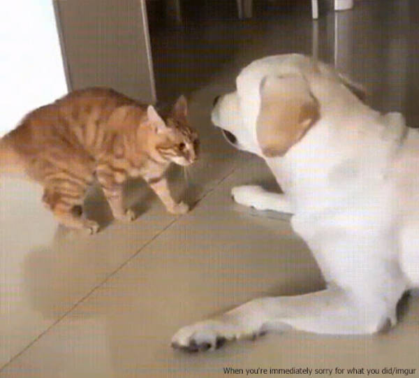 瞬間 肉球重ねて 犬の脚にかじりつく猫だったが ワンと怒られ直ぐに謝罪 19年8月4日 エキサイトニュース