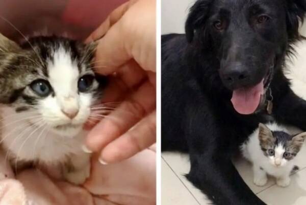 保護犬を連れた女性に助けを求めに来た野良の子猫 犬と子猫が特別な絆を結ぶ イスラエル 19年8月11日 エキサイトニュース