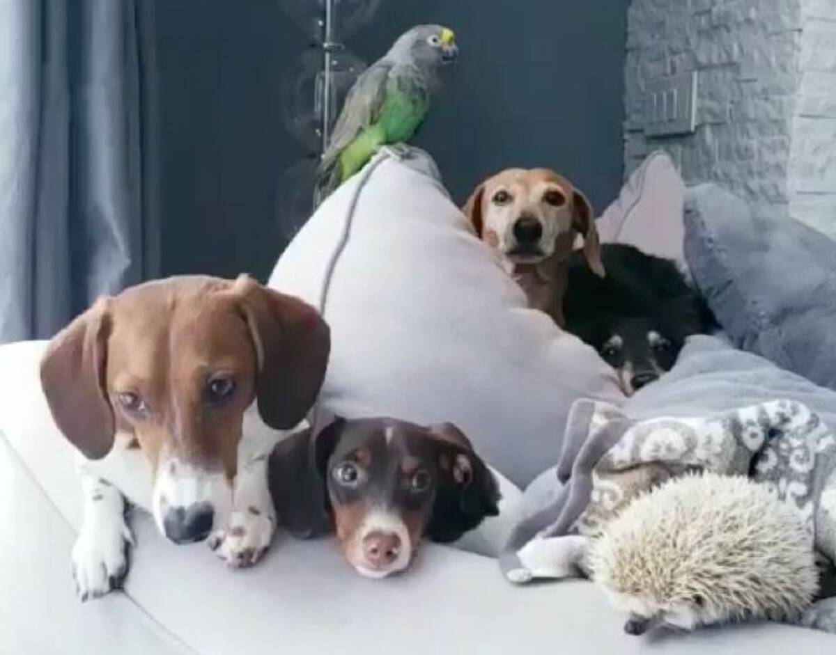 犬 インコ ハリネズミ 異種家族だけど みんな仲良くチルってます 19年8月11日 エキサイトニュース