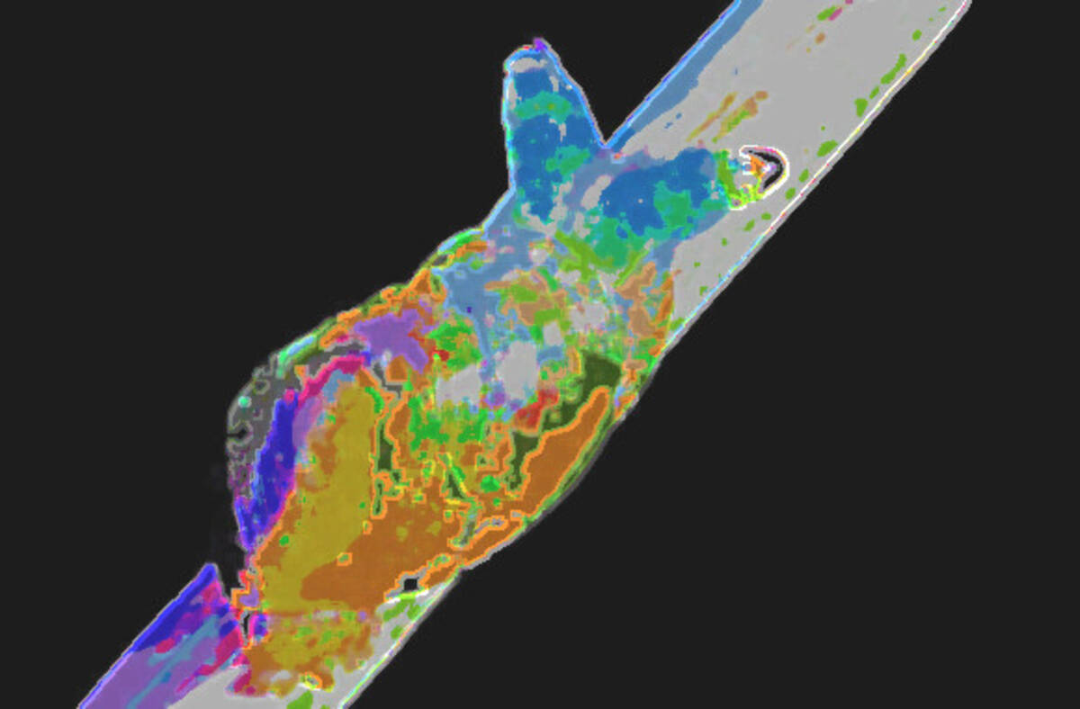 カタツムリの触角の中でグリグリとうごめく寄生虫 ロイコクロリディウムの恐ろしい映像が話題に 台湾 グリグリ注意 19年8月19日 エキサイトニュース