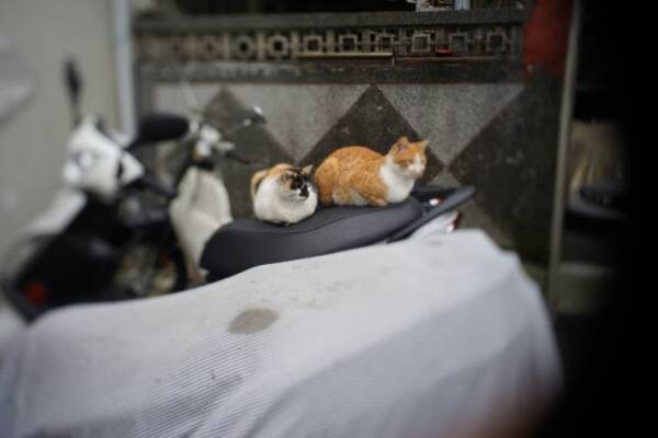 地震 その時猫は 台湾で地震が発生した時の猫たちの様子を記録した監視カメラ映像 19年8月19日 エキサイトニュース