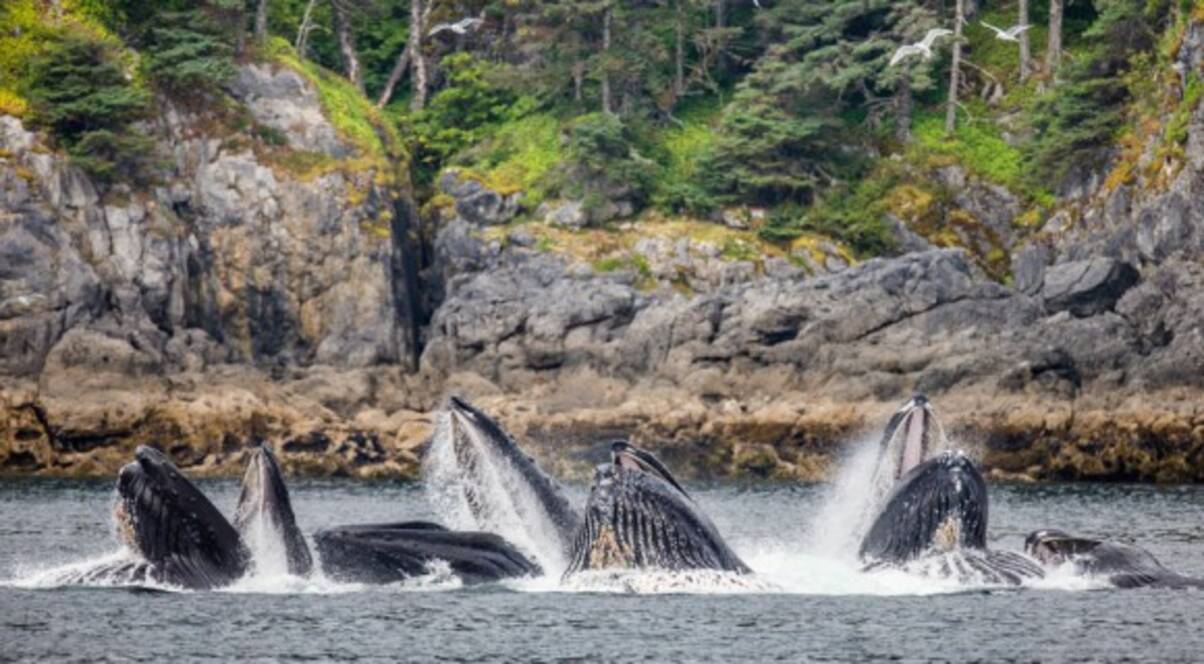 日本の捕鯨はクジラ保全最大の脅威ではない アメリカとカナダは自分たちの有害な行為に目を向けるべきだとするアメリカの研究者 19年8月18日 エキサイトニュース