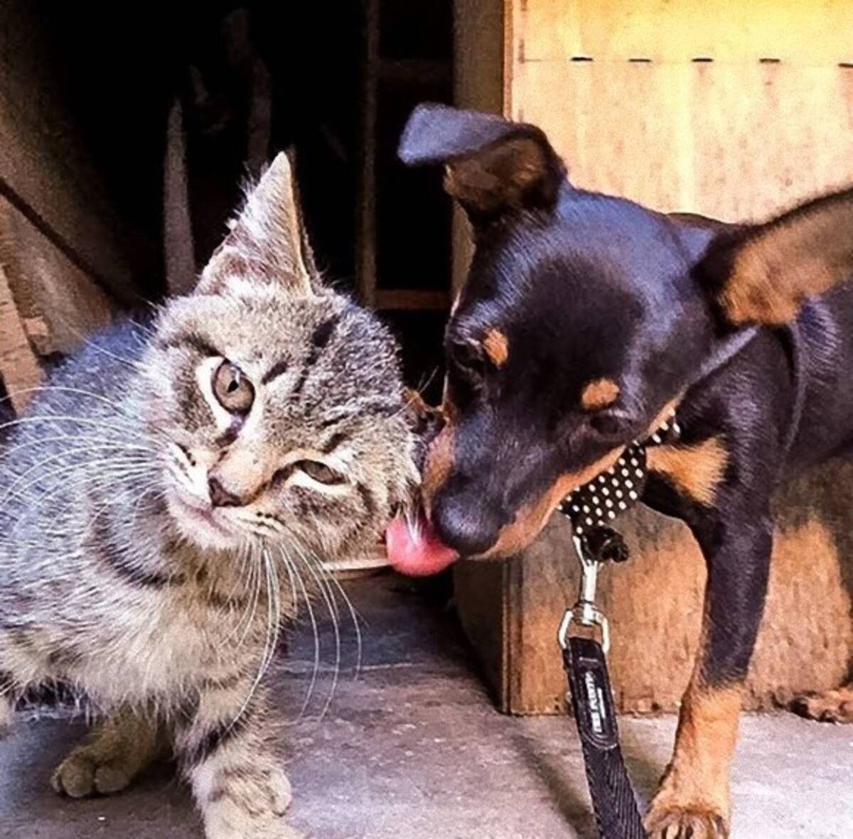 一匹の飼い犬と 運命の出会いをした野良の子猫 仲良しの2匹を見た飼い主が出した決断が優しかった イタリア 19年8月19日 エキサイトニュース