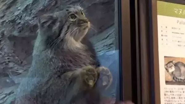 遊んでくれなきゃシャカシャカするぞ。お姉さんと遊んでほしいマヌルネコが見せた健気な瞳