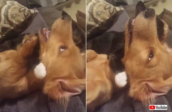 最初は抵抗していた犬だったが 猫の超絶テクニックになすがまま 19年8月26日 エキサイトニュース