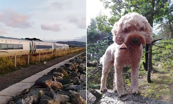 列車なんかに負けないワン 朝の散歩中に出会う列車とかけっこ競争する犬 アイルランド 19年8月24日 エキサイトニュース