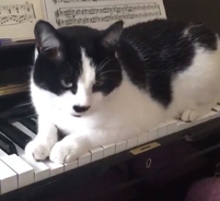 猫付きピアノ教室では、猫の「かまって攻撃」を避けながらピアノを弾くスキルが要求される（イギリス）