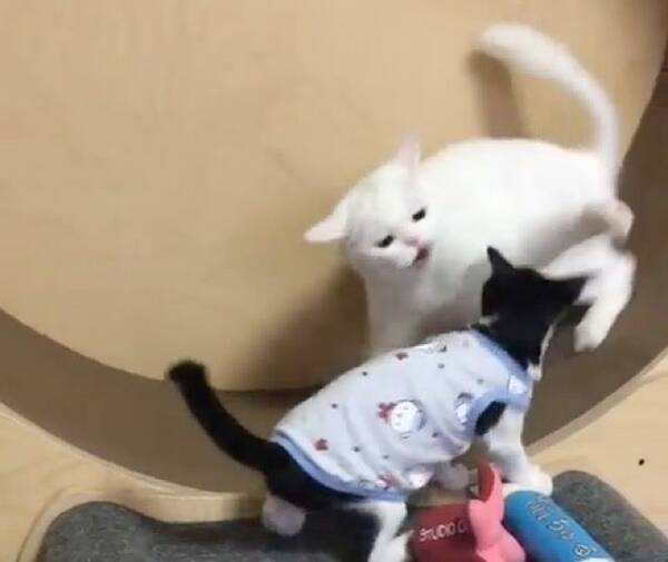 続 ライバル全員しばく猫 成長した子猫との回し車をめぐる攻防 19年8月27日 エキサイトニュース