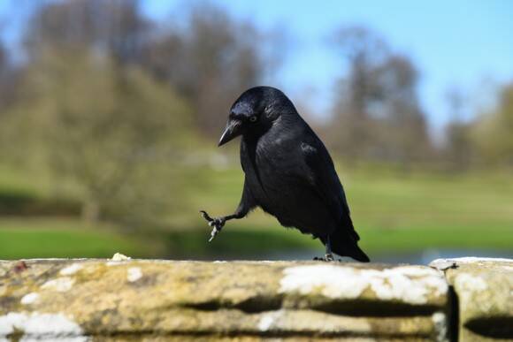 カラスは道具を使いこなすだけじゃない 道具を使うのを楽しんでいる 米研究 19年8月31日 エキサイトニュース