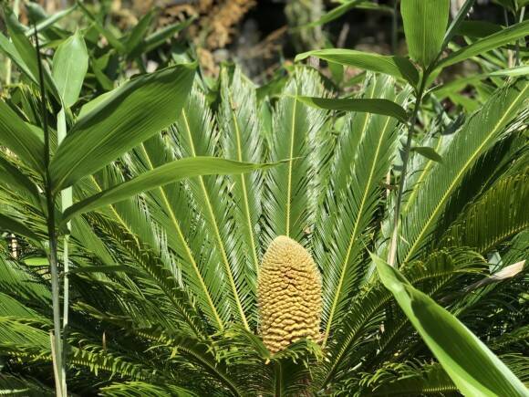 温暖化の影響で植物が長い眠りから目覚める イギリスで6000万年ぶりにソテツの雄花と雌花が開花 イギリス 19年8月30日 エキサイトニュース