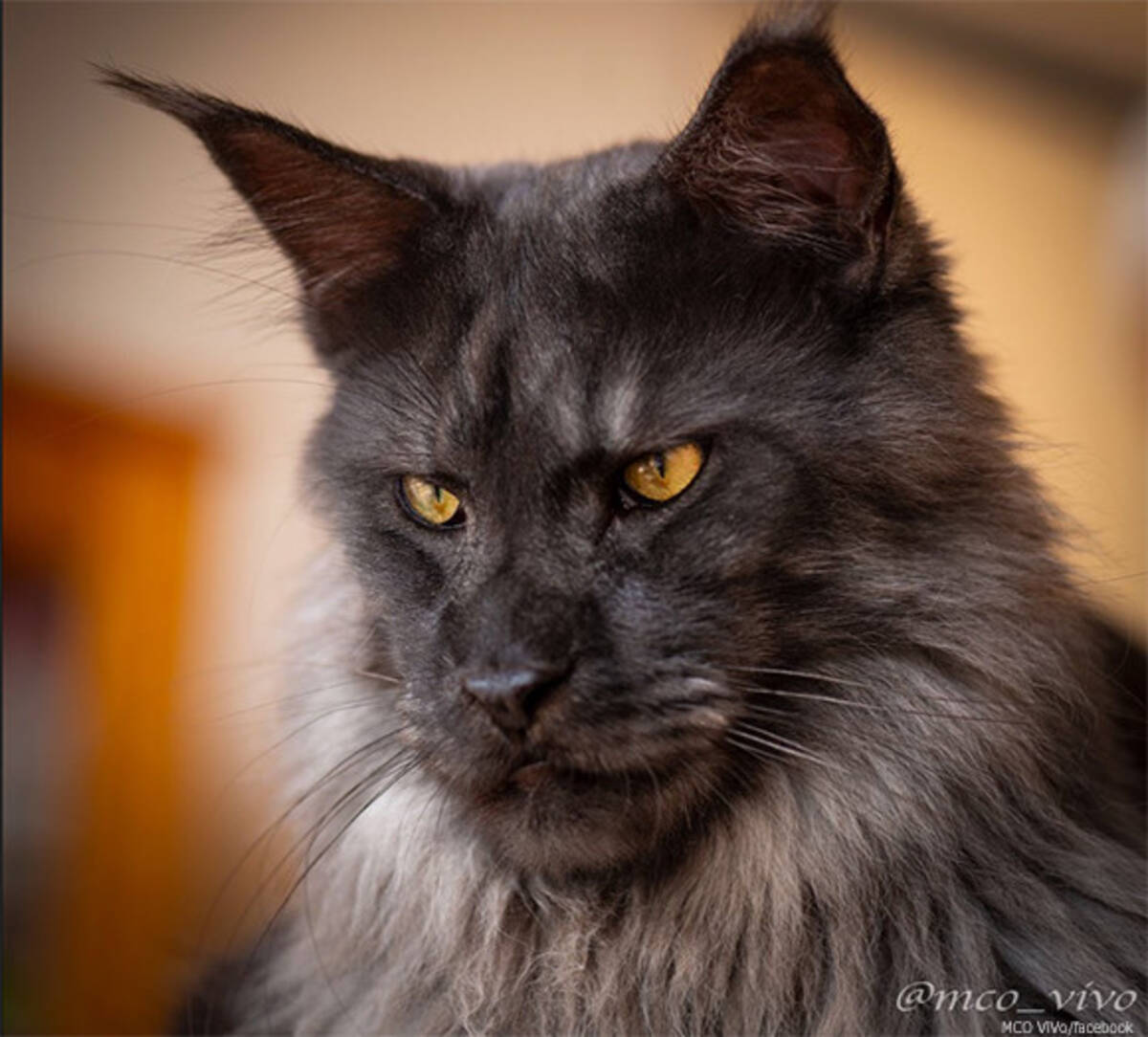 王家の血を引いているんじゃ と噂の気高き猫 ヴィーヴォ その表情は猫というよりも 人面 19年8月31日 エキサイトニュース