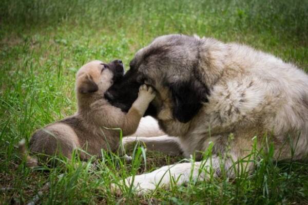 崩壊した家屋の下敷きになった子犬を助けたい母犬が人間に助けを求め 共に瓦礫を掘り起こす救出物語 インド 19年9月3日 エキサイトニュース