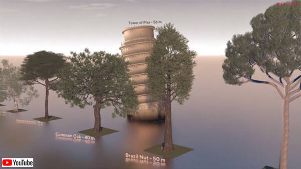 植物のサイズ差が凄い 極小の盆栽から100mを超える巨木まで 樹木の大きさをcgで比較した動画 19年9月3日 エキサイトニュース