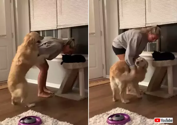 犬の焼きもちがすごい。猫をかまうと毎回自分に注意を向けようとするゴールデン