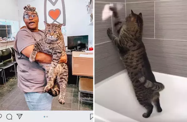 メインクーンでもヤマネコでもないのになぜか巨大な保護猫、ビージェイの飼い主がついに決定！（アメリカ）続報