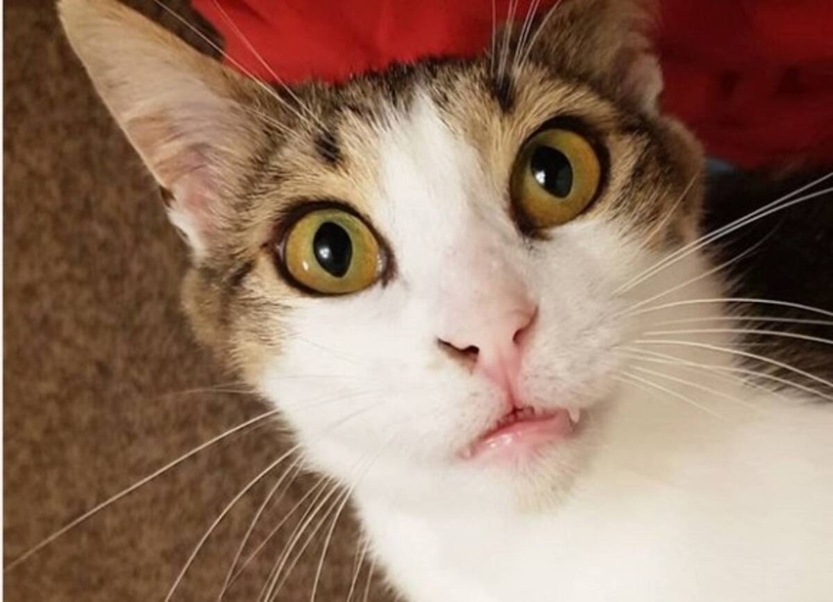 キプロス島の保護施設で飼い主を待ち続けていた子猫 3年後 イギリスから来た女性にロックオン 永遠の家をゲット 2019年9月6日 エキサイトニュース