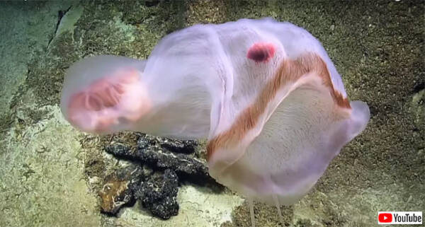 変幻自在 様々な形に姿を変える奇妙な生き物 ディープスタリア とその中にある赤いものは 19年9月9日 エキサイトニュース