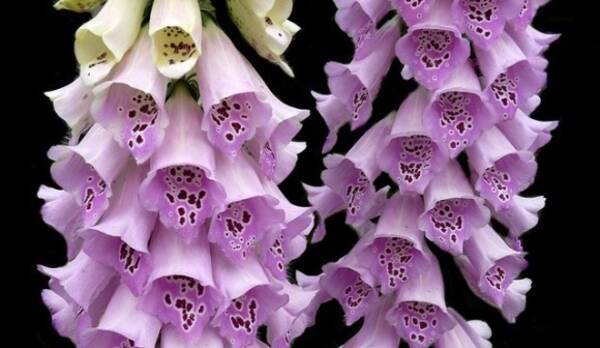 植物怖いシリーズ 食べるな危険 油断するとひどい目に遭う10の猛毒植物 19年9月11日 エキサイトニュース