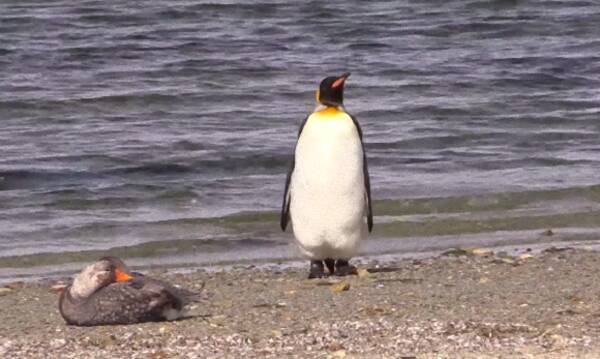 ヨチヨチと横移動 ペンギンのコロニーで横歩きするかわいらしいペンギンの姿が目撃される アルゼンチン 19年9月10日 エキサイトニュース