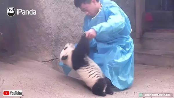 そうだね、抱っこしてくれるなら移動してあげてもいいよ！意地でも自分では動かない子パンダ