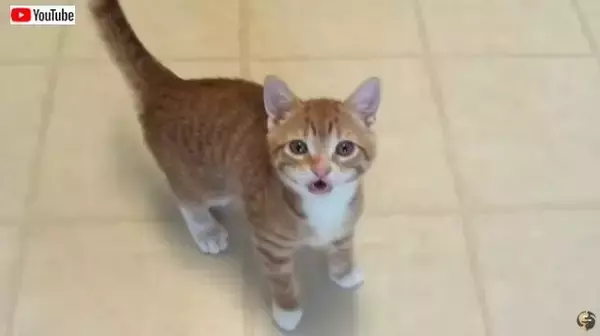 猫科はやっぱり猫だった！コール＆マーマレードとビッグキャットたちの比較映像