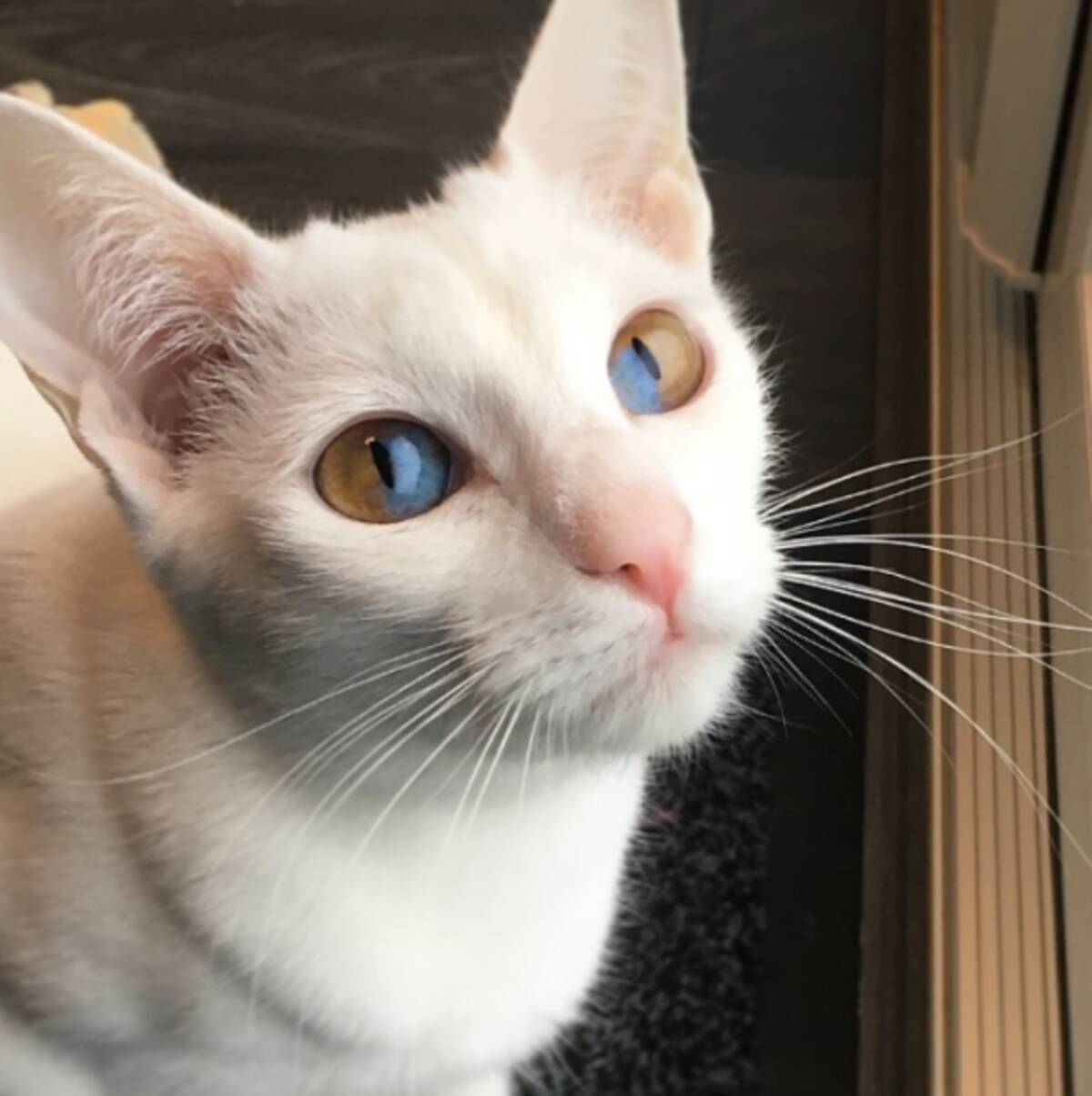 1つの瞳に2つの色 ダブルオッドアイの猫 オリーブの魅力にズームイン イギリス 19年9月19日 エキサイトニュース