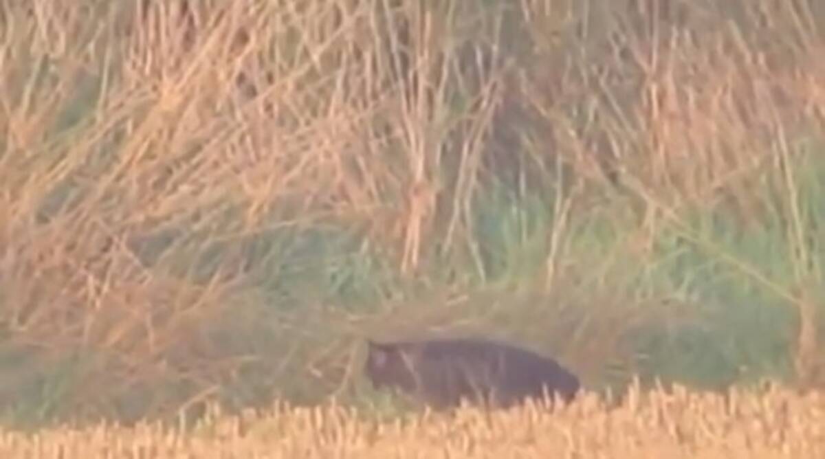 ヒョウ ヤマネコ それともuma イギリスでミステリアスな大型ネコ科っぽい生物の姿がとらえられる 19年9月21日 エキサイトニュース 2 3