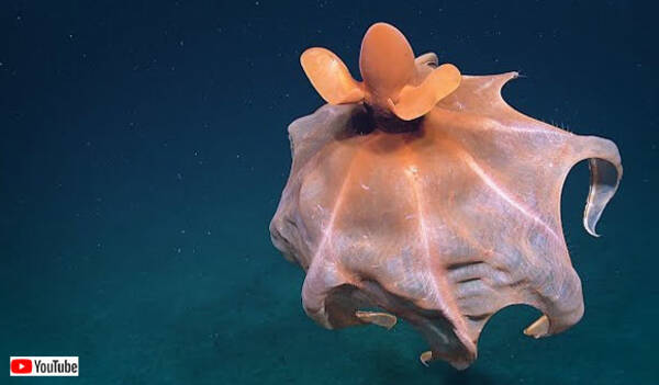 深海の生物ってやっぱりすごい ヒラヒラと舞うその姿はまさに異星クリーチャーなタコが撮影される アメリカ 19年9月30日 エキサイトニュース