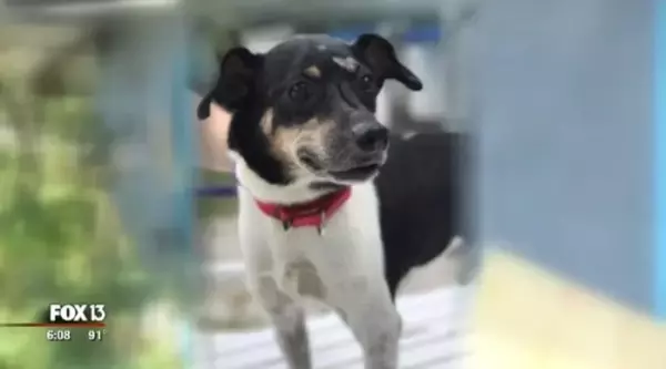 家族が就寝中に起きた突然の火事。自らの命を犠牲にして一家全員を火事から守った犬（アメリカ）