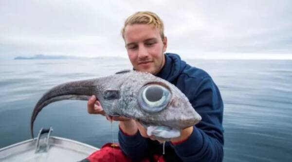目玉の大きさがすごい 巨大な目を持つエイリアンのような深海魚が釣り上げられる ノルウェー 19年9月23日 エキサイトニュース