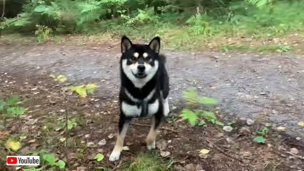 ちょっと突然隠れないでよ 散歩中にご主人消えちゃった どこー な柴犬 19年9月25日 エキサイトニュース