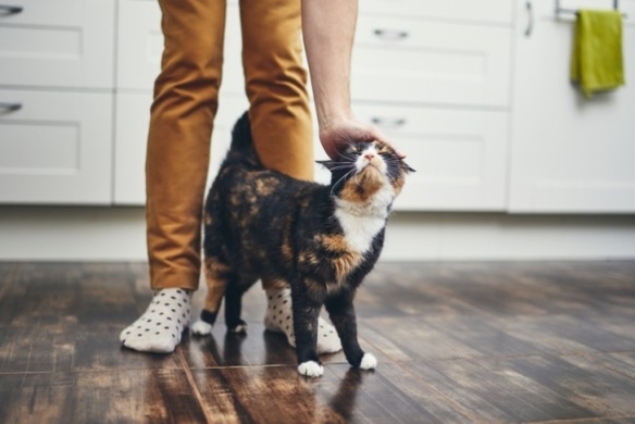猫が飼い主にお尻を向けるのなぜ 実は飼い主への愛を表していた 米研究 年5月4日 エキサイトニュース