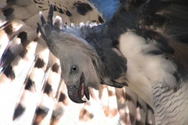 冒険系ゲームに良く出てくる意外と手ごわいヤツ 画面から伝わる 巨大なオウギワシ イーグルハーピー の強者オーラ 19年10月2日 エキサイトニュース