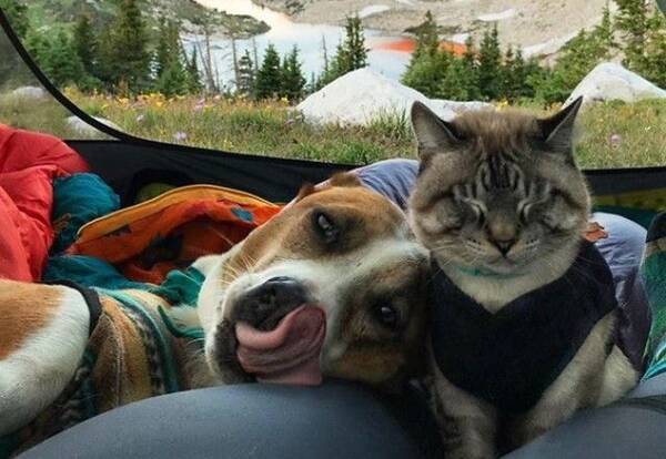 2人と2匹はいつもいっしょ 犬と猫と飼い主が織りなすやさしい旅の物語 19年10月4日 エキサイトニュース