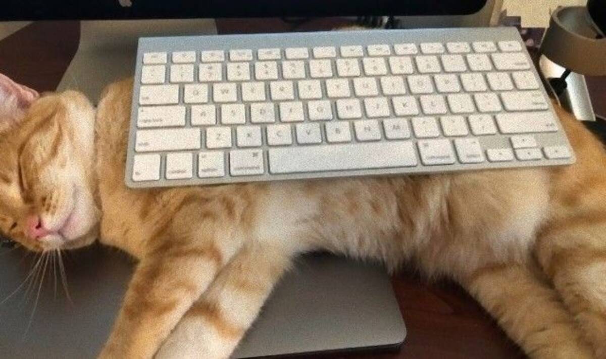 何とかしてキーボードを奪還したい パソコンの邪魔をしに来る猫との攻防戦に挑む飼い主たち 19年10月15日 エキサイトニュース