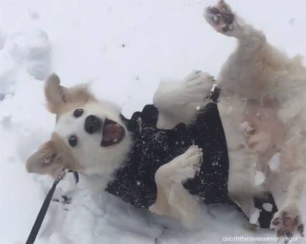 雪が降るとテンションマックス 転がりまわって犬拓をつけまくる犬 19年12月7日 エキサイトニュース