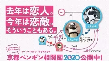 かわいい 無限に見ていられる ペンギンたちの 複雑な相関図 に注目集まる 21年2月28日 エキサイトニュース