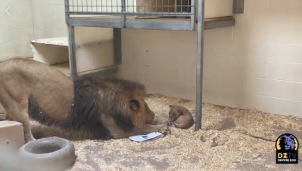 動物園で生まれた赤ちゃんライオン はじめて父親とご対面 父親は興味津々 アメリカ 19年10月28日 エキサイトニュース