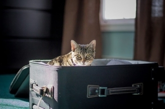 空港のセキュリティーチェックで、スーツケースを開けたら飼い猫が混入していた件。夫婦びっくり
