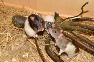 ネズミ算が過ぎる！ペットのネズミ2匹が繁殖し300匹以上に。困った飼い主、保護施設に助けを求める（アメリカ）