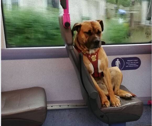 飼い主を探すため単独でバスに乗り込んできた犬の孤独な姿に 乗客ら心揺さぶられる イギリス 19年10月27日 エキサイトニュース