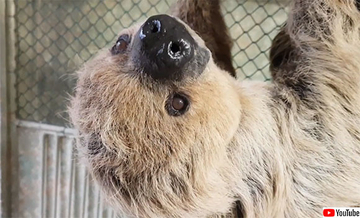 推定年齢50歳。ドイツの動物園にいるナマケモノが世界最高齢としてギネス記録に認定される