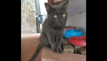 二重生活を送っていた猫。別宅では別の名前で呼ばれ、とてもかわいがられている事実がついに判明（メキシコ）