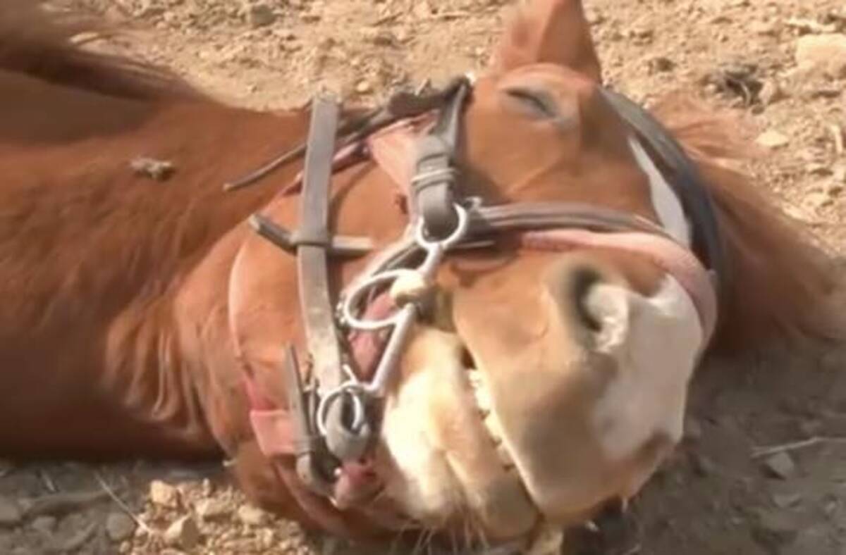世界で最もメロドラマな馬 人間が乗ろうとするとドラマチックに死んだふり 19年10月30日 エキサイトニュース