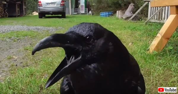 ドイツ語で 私の愛しい人 と話すワタリガラス 保護された施設で人間になつきすぎた結果 年2月4日 エキサイトニュース