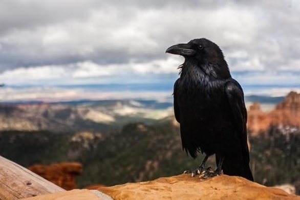 狼とクズリとカラスの奇妙な関係 クズリが狼の尻尾をガブリ カラスはずっと傍観者 年5月12日 エキサイトニュース