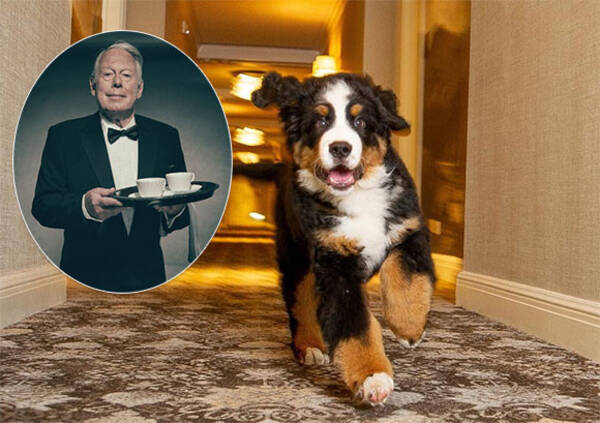 犬好き必見 高級リゾートホテルが看板犬にお仕えする 執事 を募集 アメリカ 19年11月5日 エキサイトニュース
