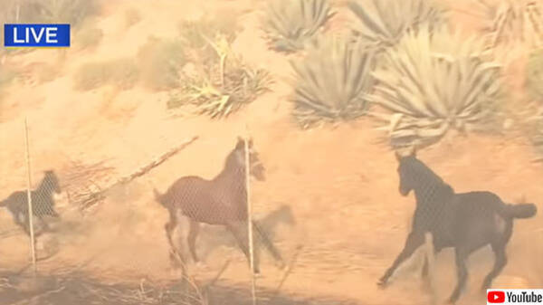 山火事で救出されたオス馬が 母馬と子馬を助けるため 危険が迫る火災現場へ戻っていく アメリカ 19年11月4日 エキサイトニュース